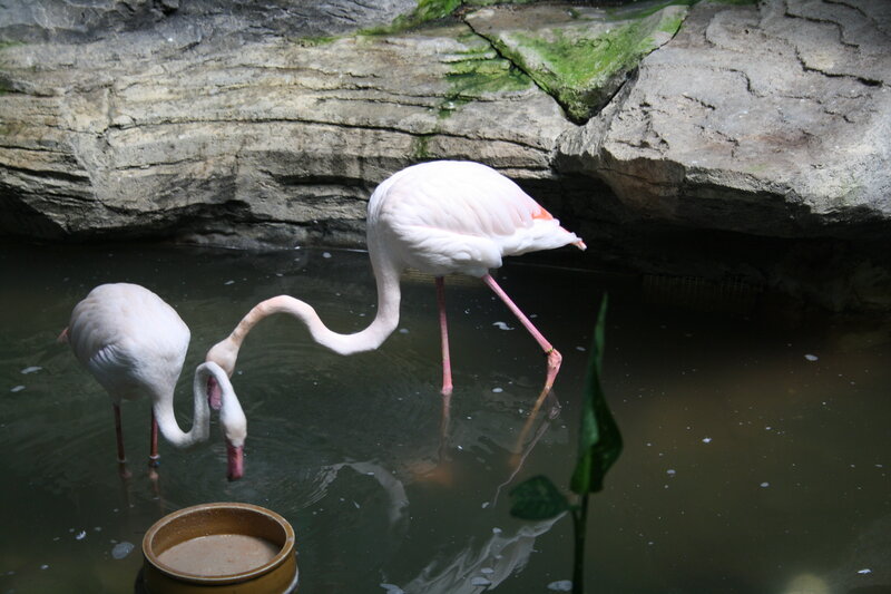Two Flamingos in Water — White