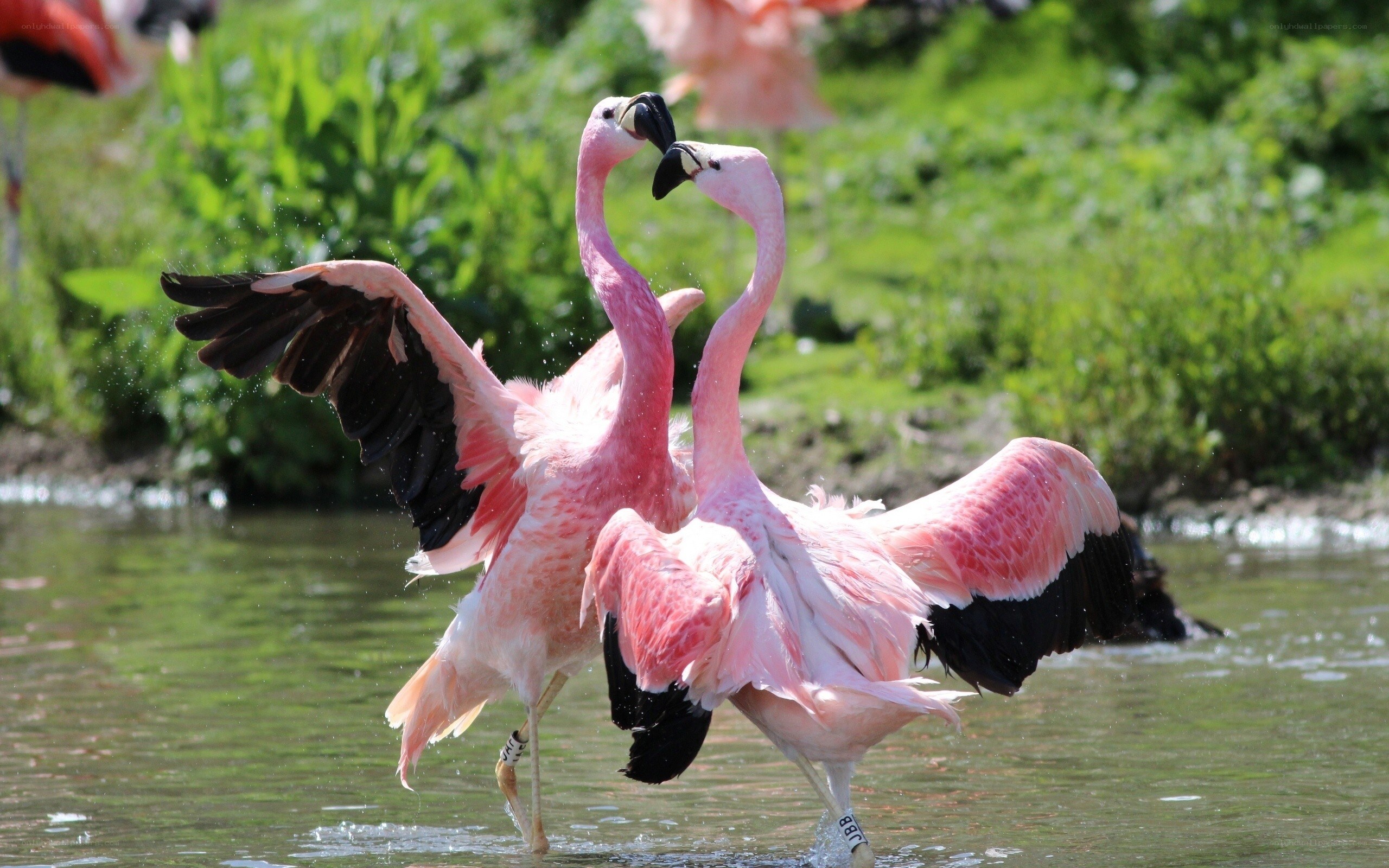 Two flamingos interacting in water