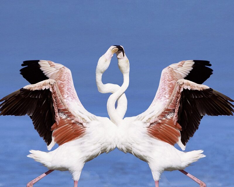Two Flamingos Mating