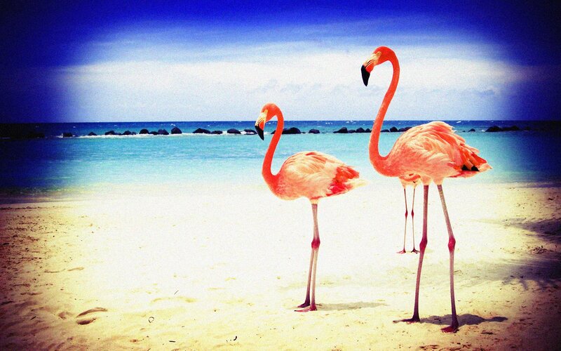 Two Flamingos on Beach — Pink, Serene, Afternoon, Photograph, Sand