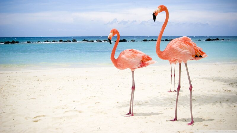 Two Flamingos on Beach — Pink