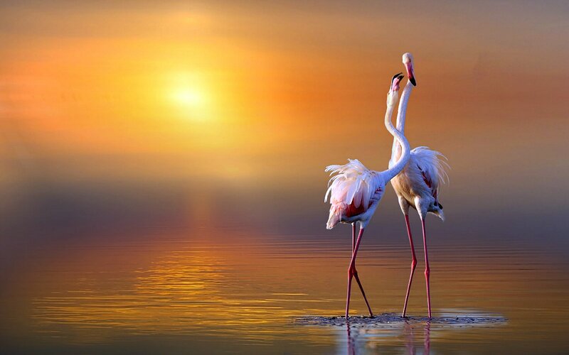 Two Flamingos Standing