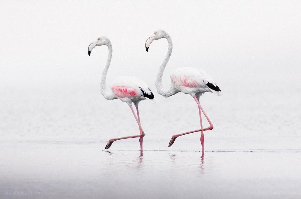 Two flamingos walking in water