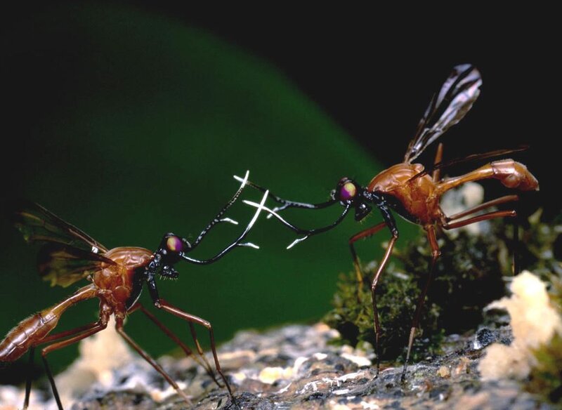 Two Flies Interacting