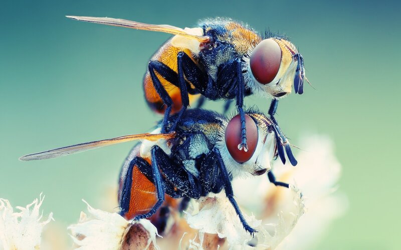 Two flies mating on a flower