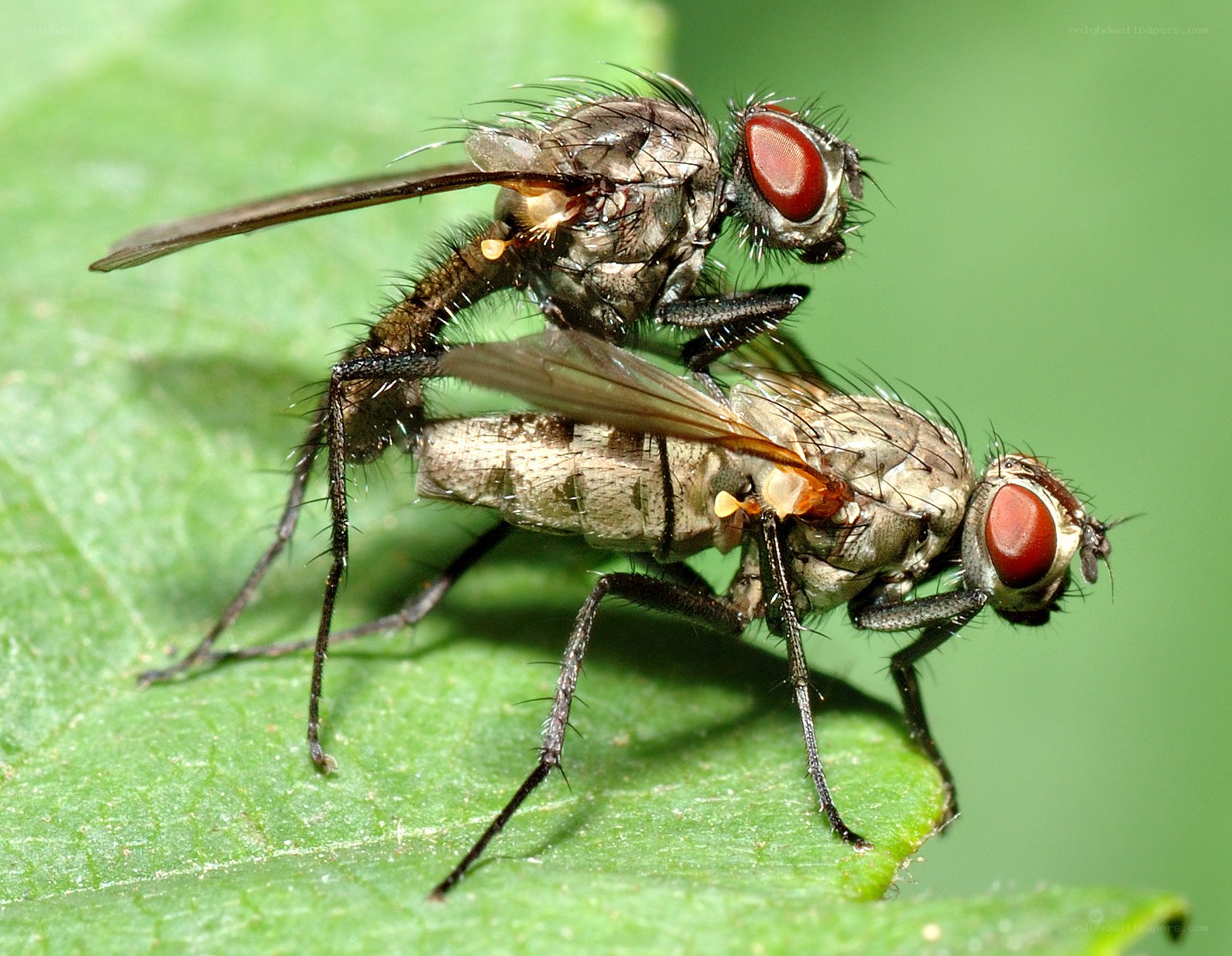 Two flies mating on a leaf