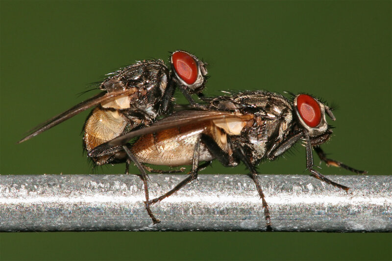Two flies mating on a metal bar