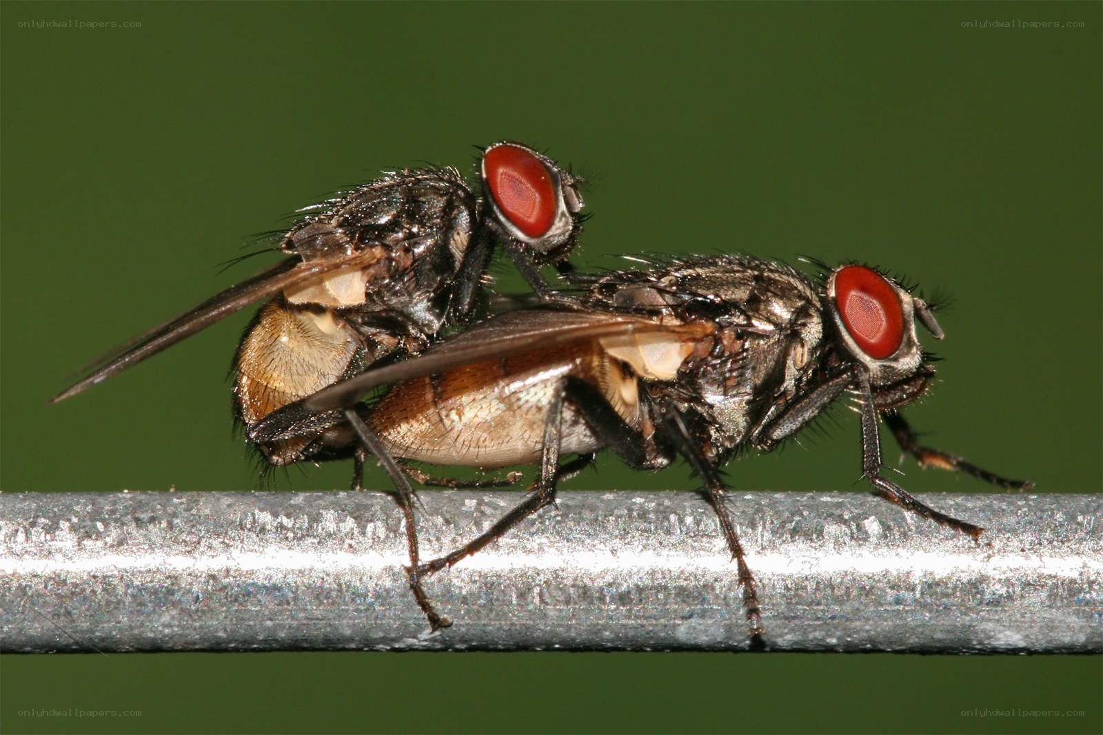 Two flies mating on a metal bar