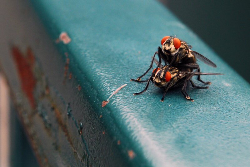 two flies mating on a surface