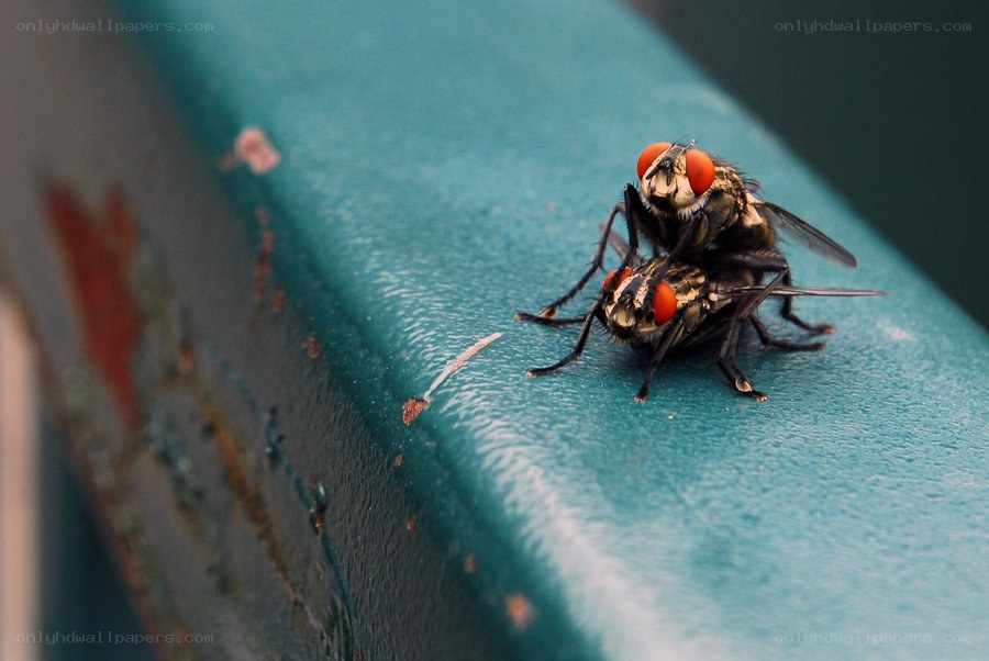 two flies mating on a surface