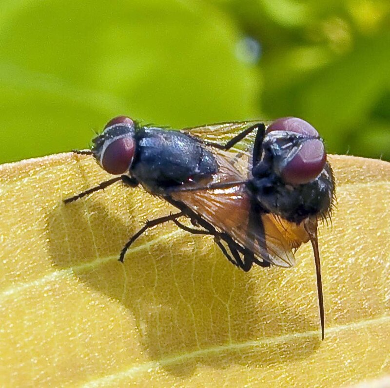 Two flies on a leaf