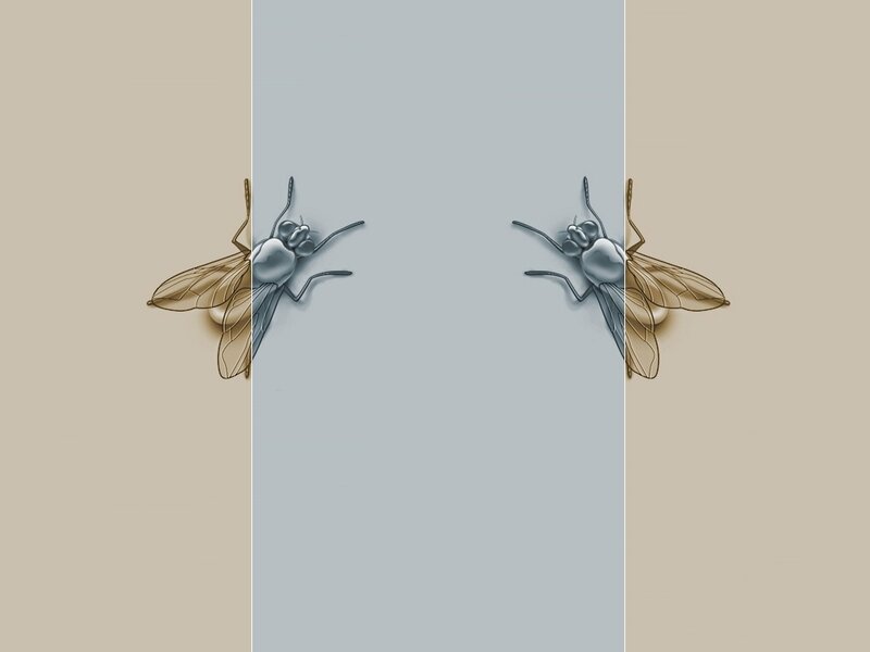 two flies on a wall