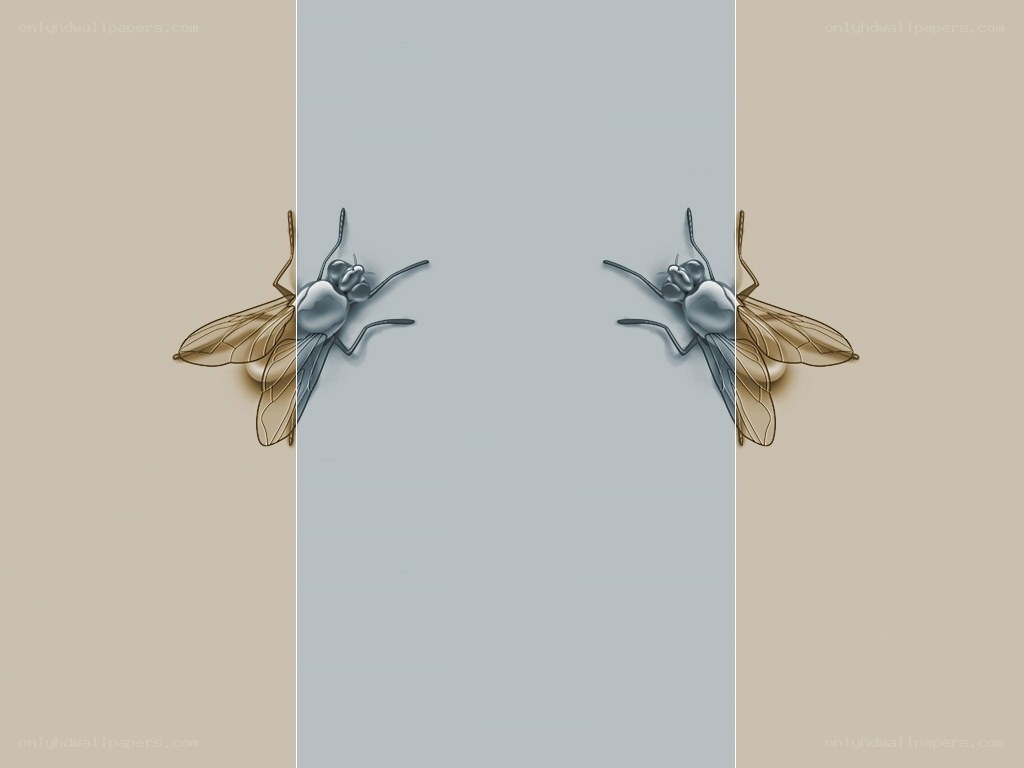 two flies on a wall