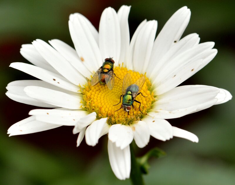Two Flies on Daisy