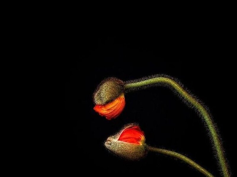 Two Flower Buds — Black