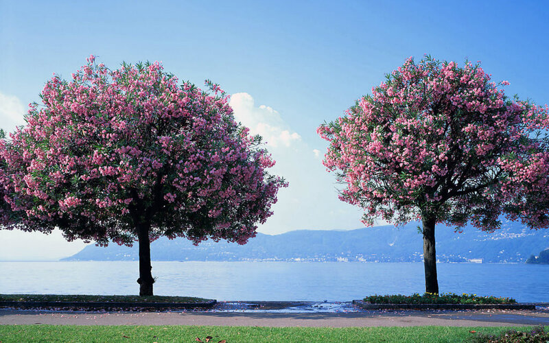Two Flowering Trees