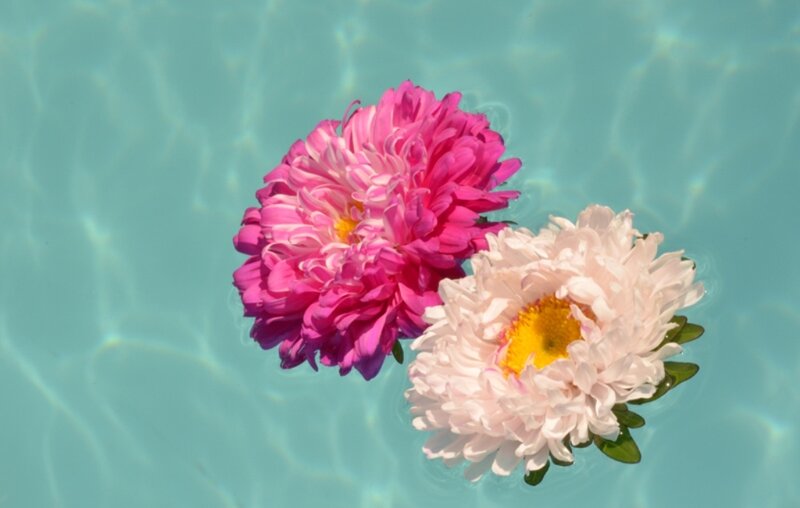 Two Flowers Floating — Pink