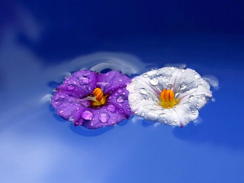 Two Flowers Floating