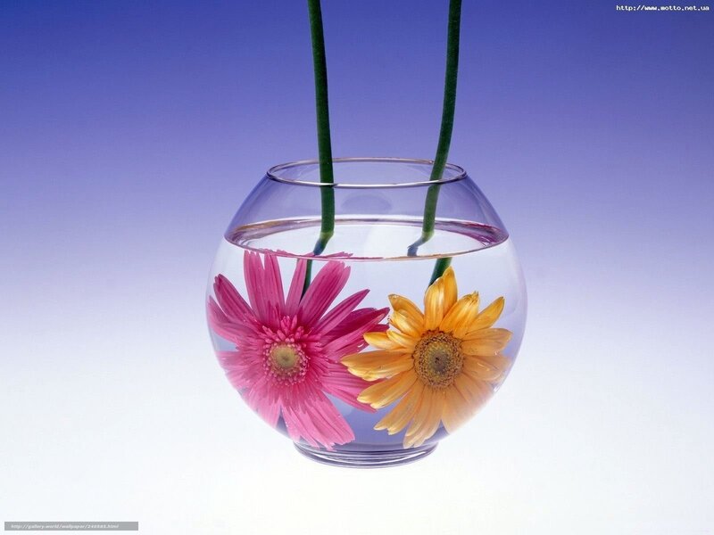 Two Flowers in a Vase — Pink, Serene