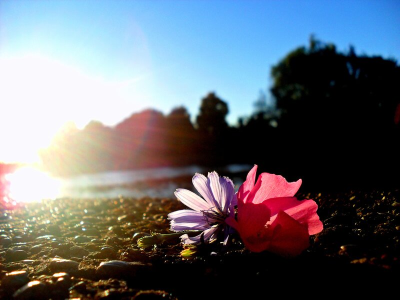 Two Flowers on Pebbles