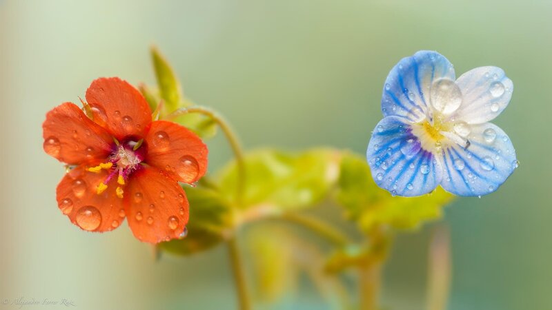 Two Flowers with Dew — Red