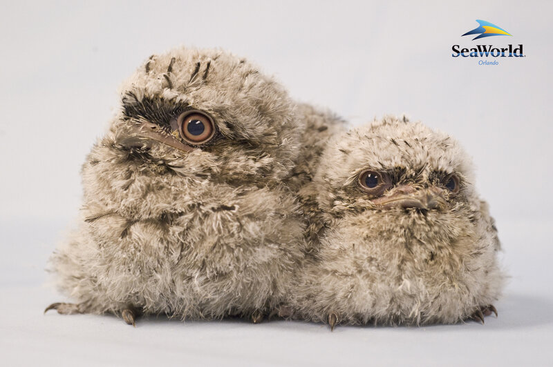 Two fluffy bird chicks