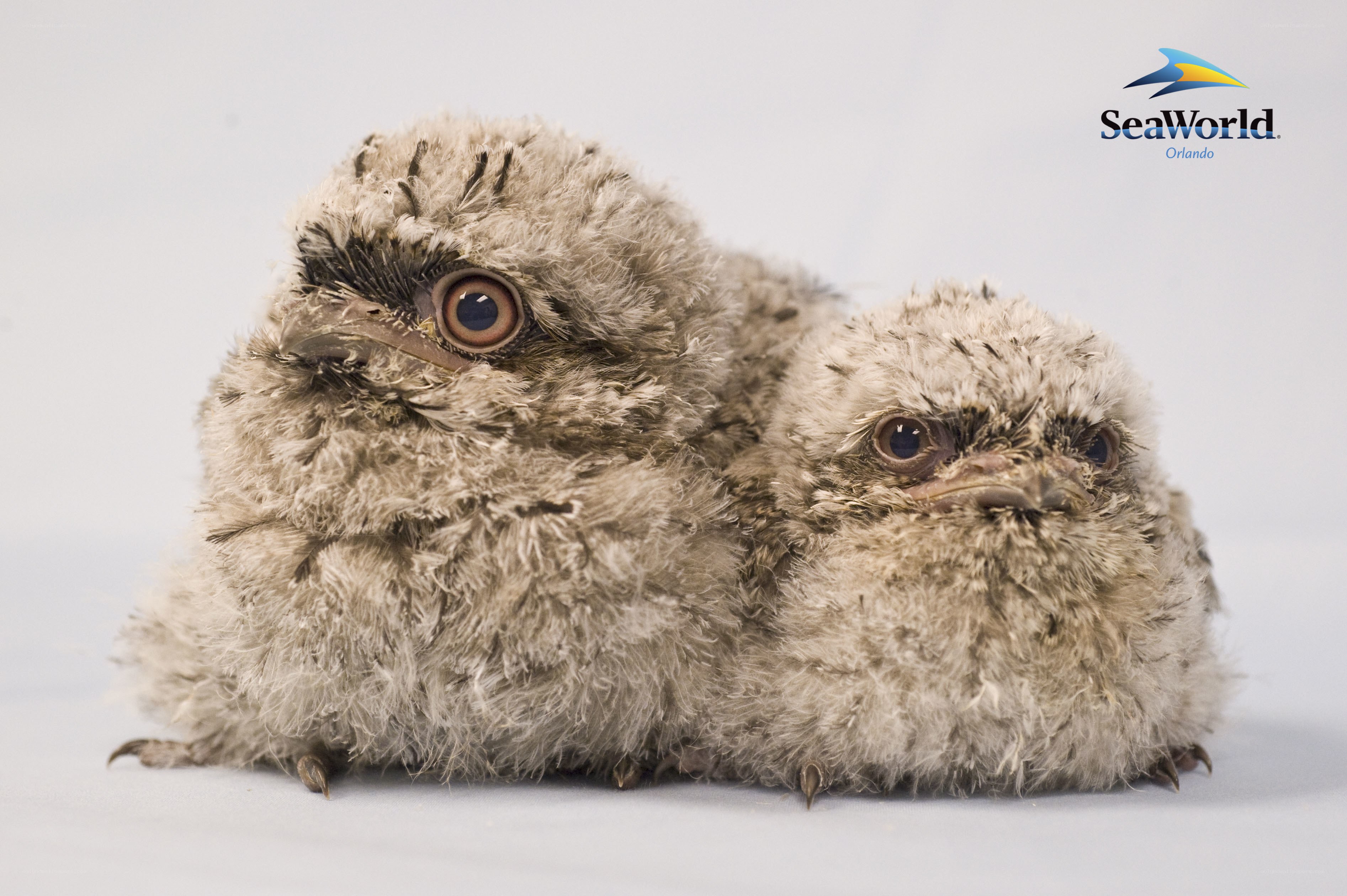 Two fluffy bird chicks
