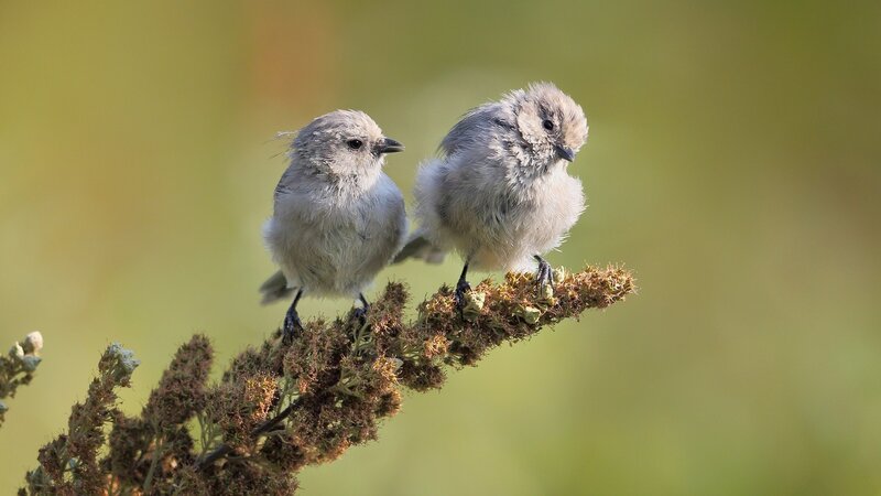 Two fluffy birds on a branch