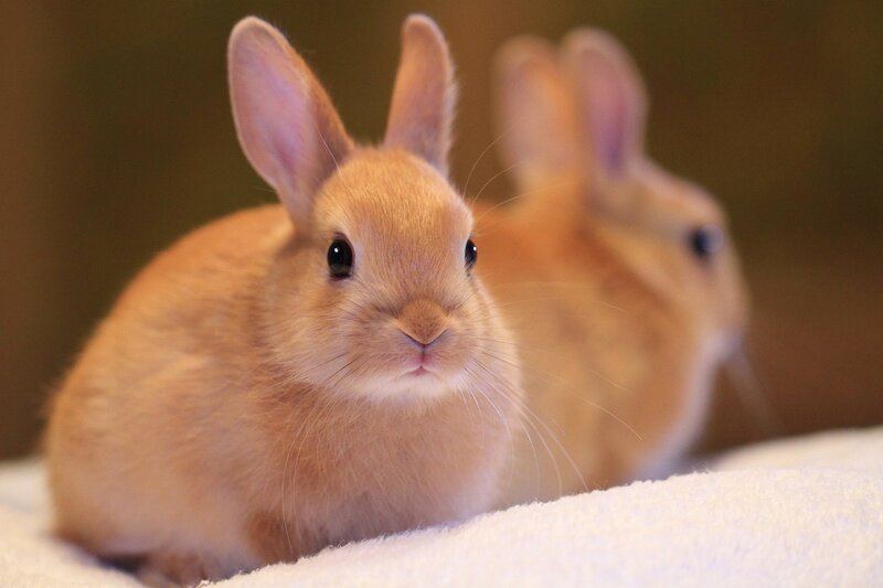 Two fluffy bunnies on a blanket