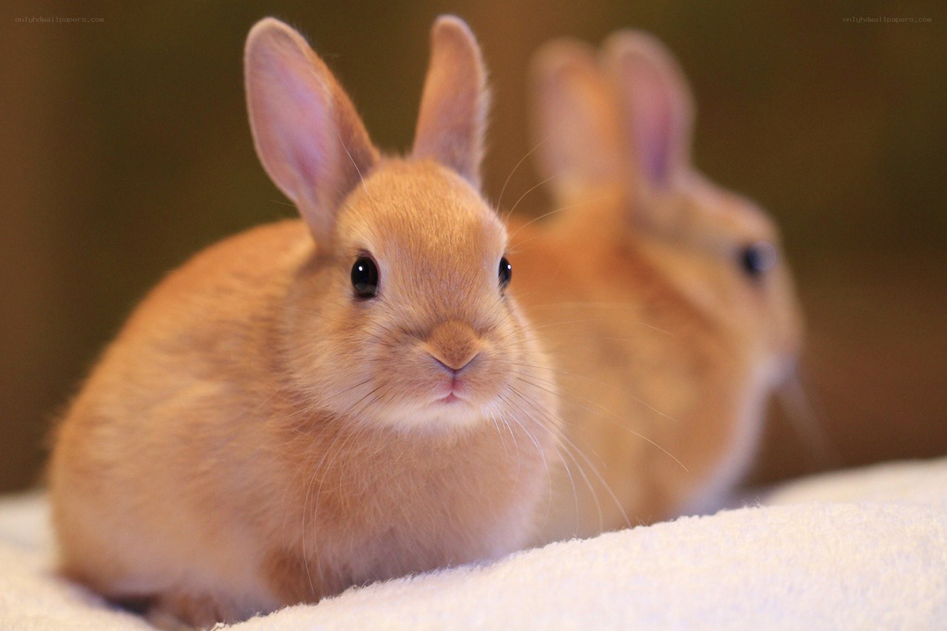 Two fluffy bunnies on a blanket