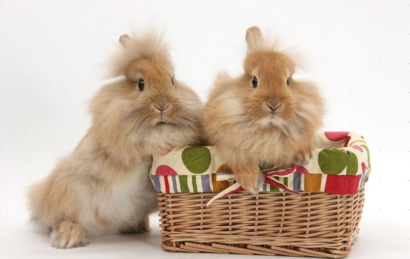 Two Fluffy Bunnies