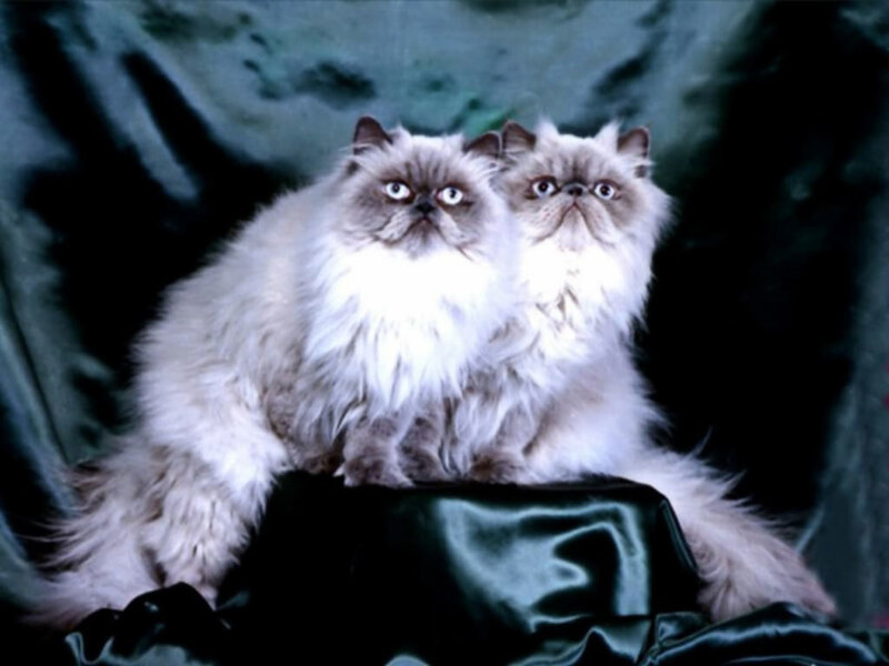 Two Fluffy Cats