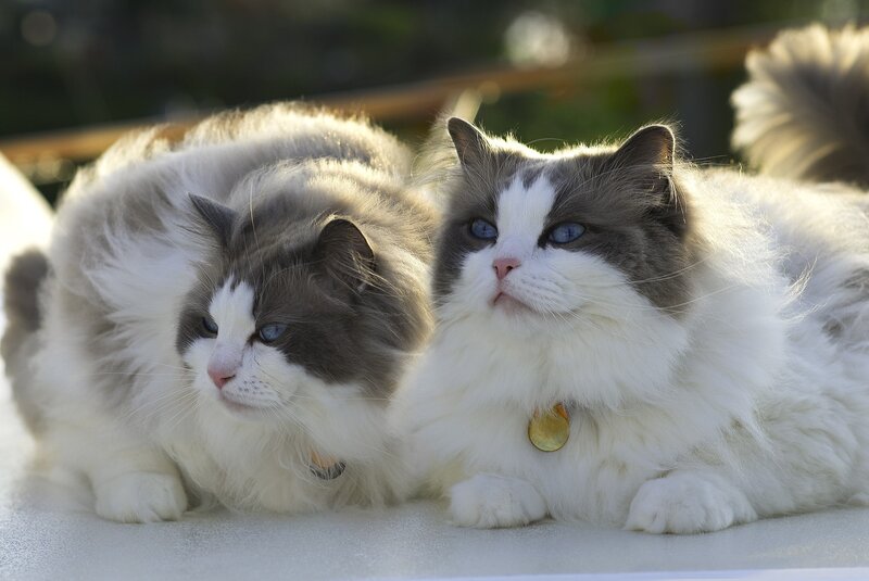 Two Fluffy Cats — White, Calm, Afternoon
