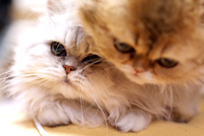 Two Fluffy Cats — White, Calm, Photograph
