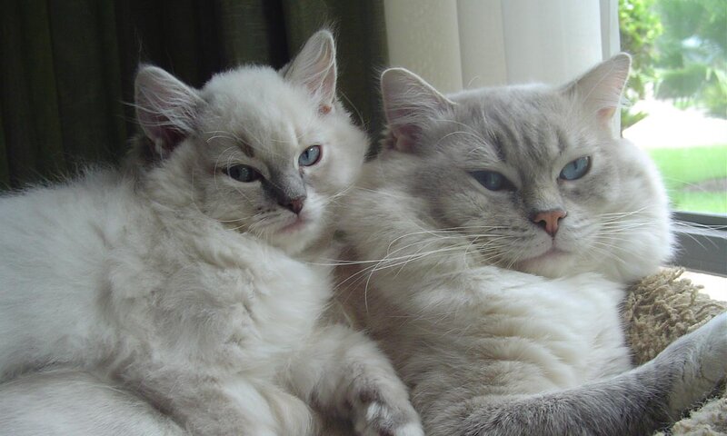 Two Fluffy Cats — White, Calm