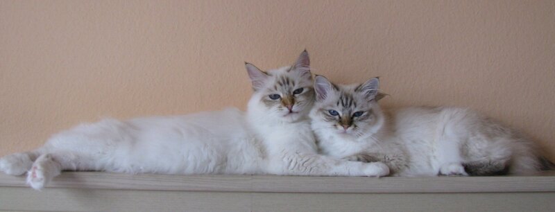 Two Fluffy Cats — White