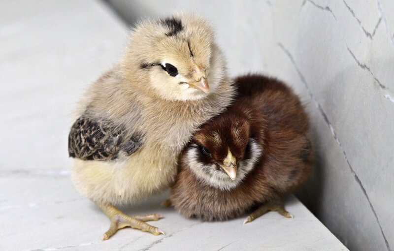 Two fluffy chicks huddled together