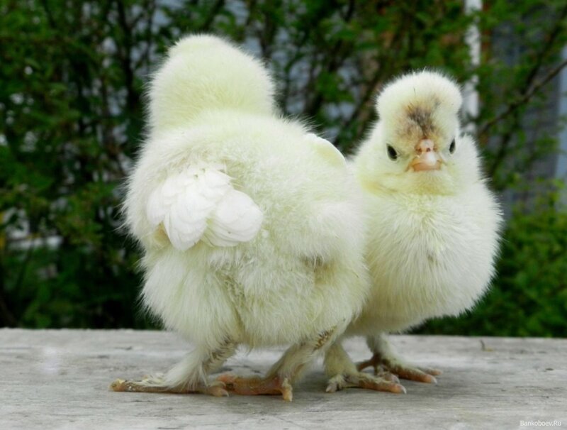 Two Fluffy Chicks