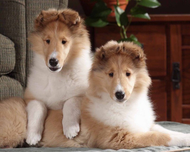 Two fluffy collie puppies