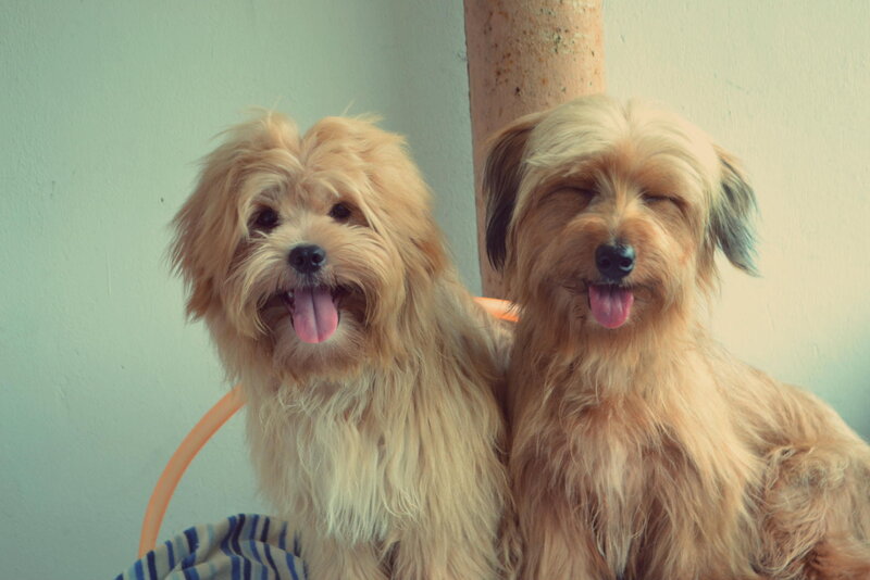 Two Fluffy Dogs — Brown
