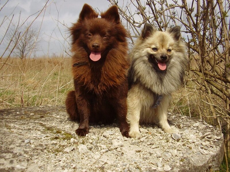 Two Fluffy Dogs