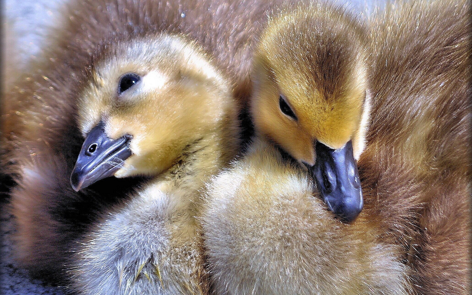 Two fluffy goslings nestled together