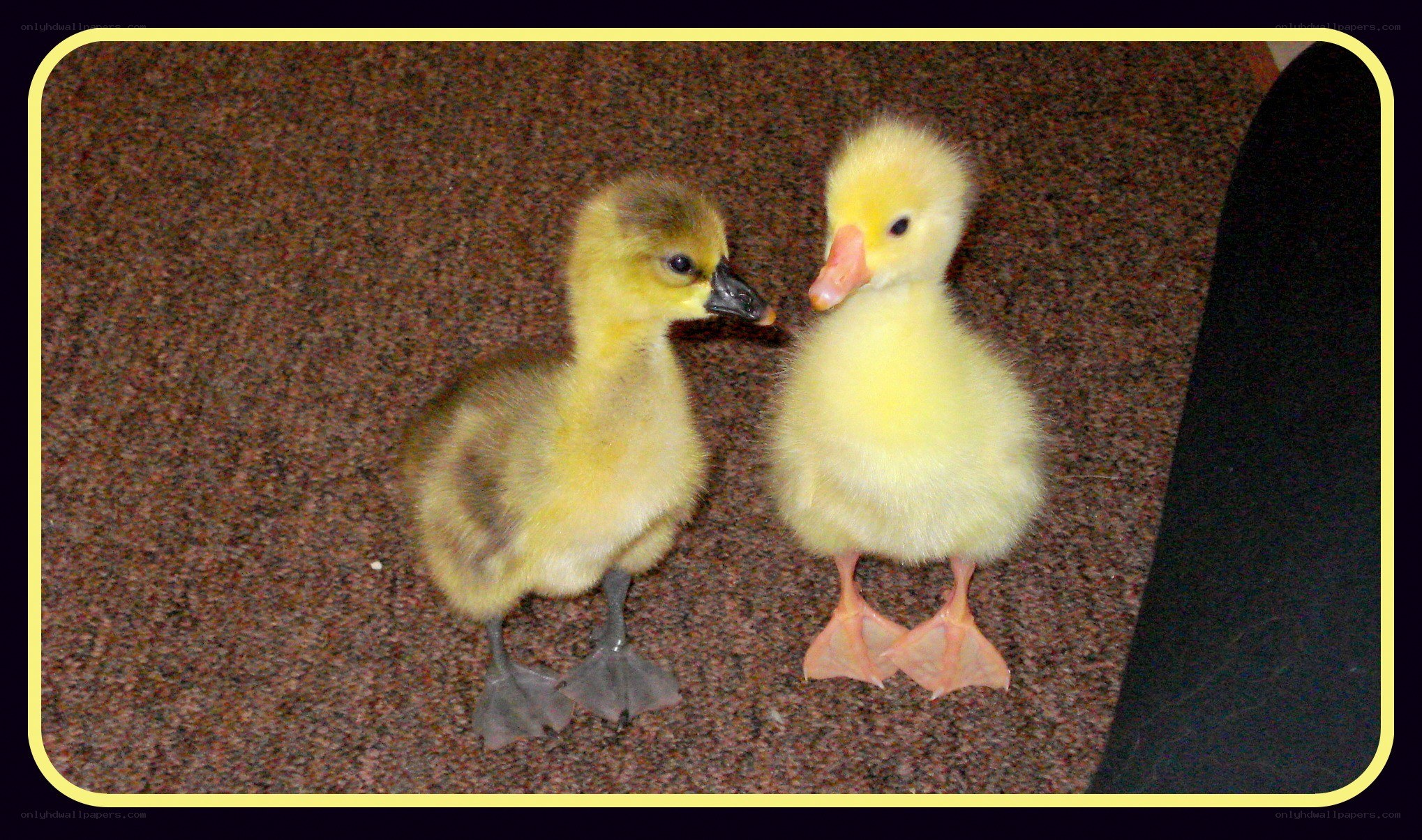 Two fluffy goslings on carpet