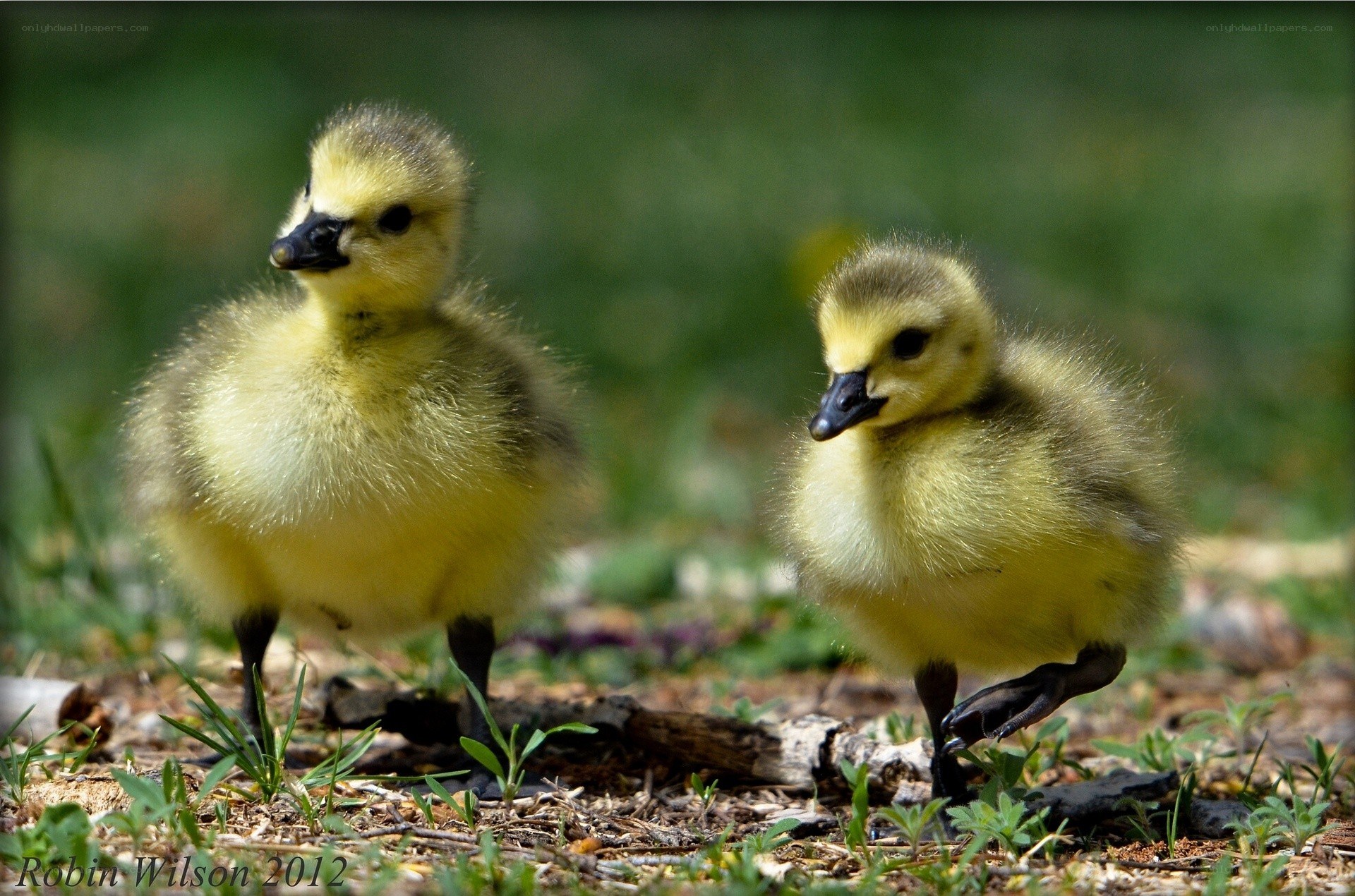 Two fluffy goslings on grass