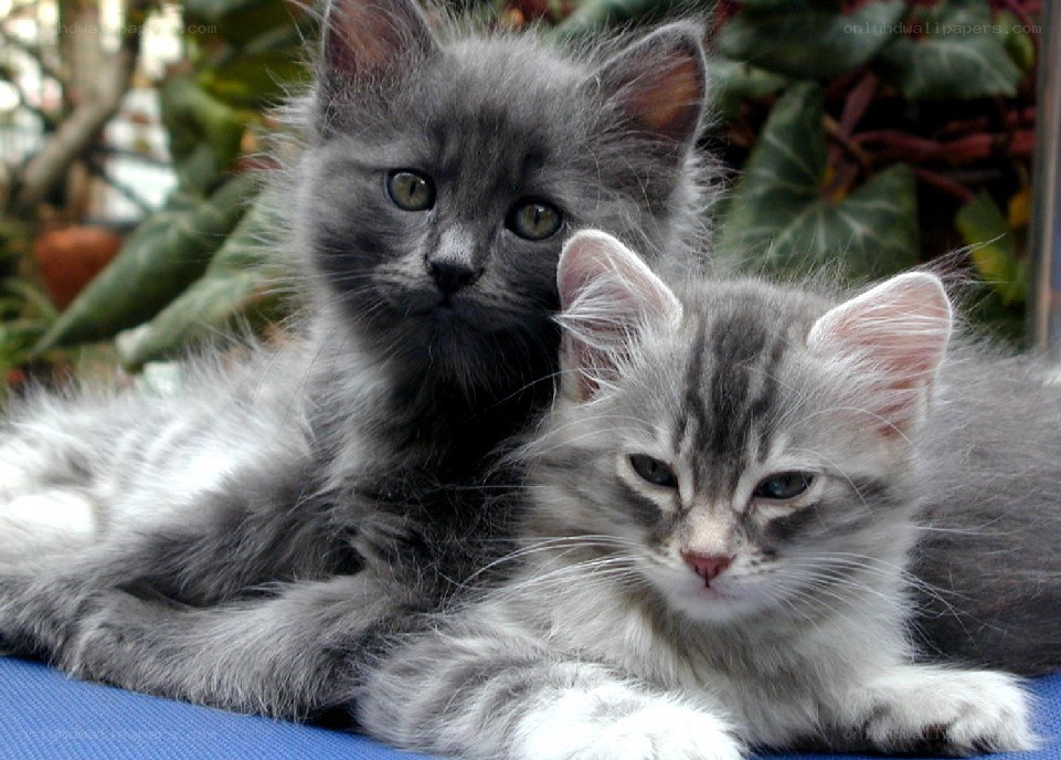 Two fluffy gray kittens