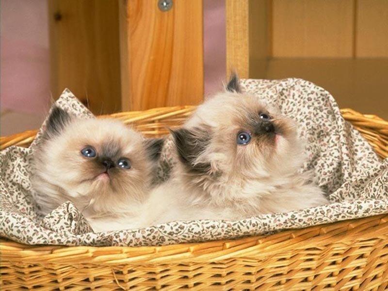 Two Fluffy Kittens — Beige, Calm