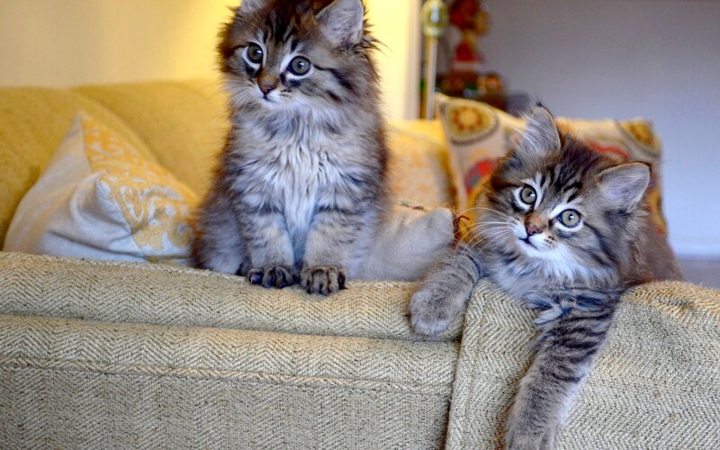 Two Fluffy Kittens — Beige