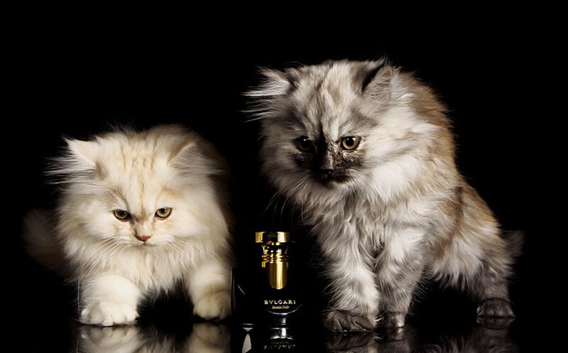 Two Fluffy Kittens — Black