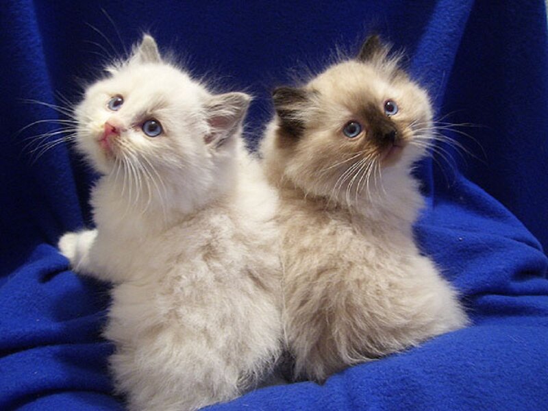 Two Fluffy Kittens — Blue, Calm, Photograph, Blue Blanket
