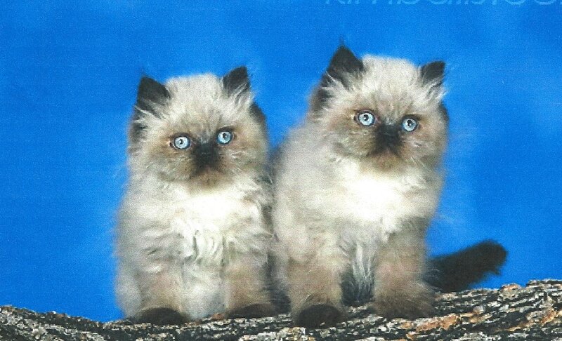 Two Fluffy Kittens — Blue, Calm, Photograph